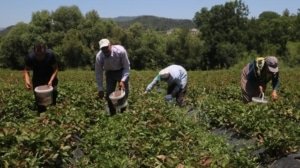 40-derece-sicakta-hasat-basladi-litrelerce-su-tuketiyorlar-wuWIbUhI.jpg