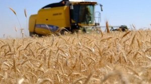bugday-hasadi-verimli-geciyor-O3mcB8Q2.jpg