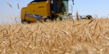 bugday-hasadi-verimli-geciyor-O3mcB8Q2.jpg