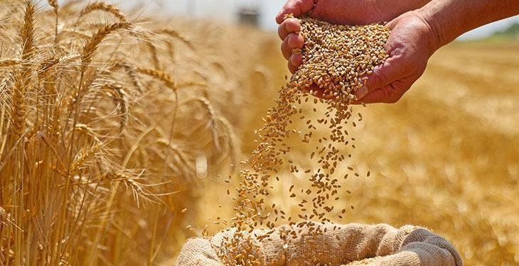 orta-dogu-pazarina-tescilli-bugday-ihracati-hKDdf1Js.jpg