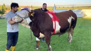 sampiyon-isimli-boga-230-bin-liradan-satisa-cikti-SWwDwYZ4.jpg
