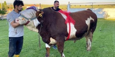 sampiyon-isimli-boga-230-bin-liradan-satisa-cikti-SWwDwYZ4.jpg
