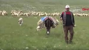 sivasta-40-bin-tl-maasla-coban-yok-koyluler-hayvanlarini-satisa-cikardi-a87QFYqu.jpg
