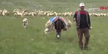 sivasta-40-bin-tl-maasla-coban-yok-koyluler-hayvanlarini-satisa-cikardi-a87QFYqu.jpg