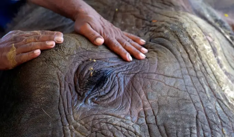 İnsan ve yaban hayatı arasındaki çatışma 2070 yılına kadar Dünya’nın yüzde 57’sinde artacak