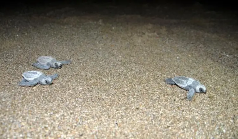 Yeni doğan kaplumbağadan hayata merhaba!