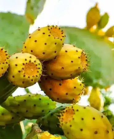 v2babutsa_1722600082