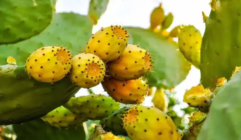 Babutsa ve hurmada tavsiye dışı bitki koruma ürünü tespit edildi