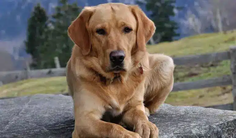 İskele’de köpeklere mikroçip takılıyor