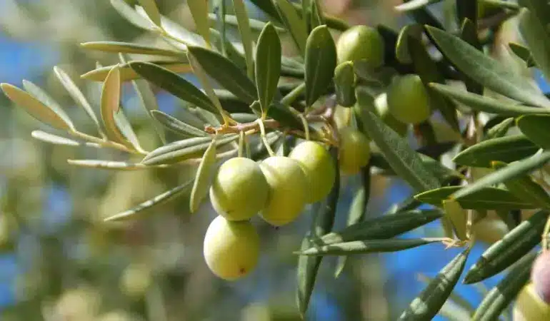 Girne’de zeytin toplama tarihleri açıklandı