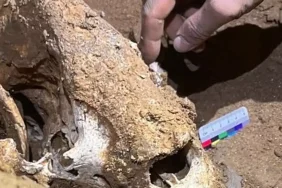 t25_cinde-dev-panda-fosilleri-259