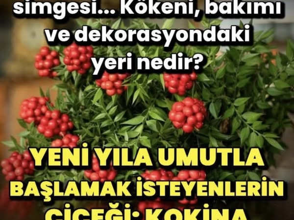 Yeni yıla umutla başlamak isteyenlerin çiçeği…