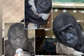 471250566_1133753858759311_2317175291542103226_n