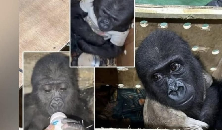 İstanbul Havalimanı’nda, Nijerya’dan gelen bir uçağın kargo bölümüne saklanan bir yavru goril bulundu