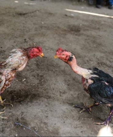 1736251209576Horoz döv