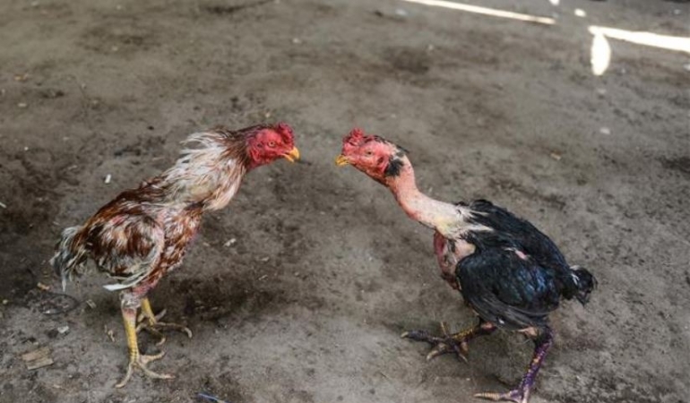 “Horozların parçalanması üzerinden kumara asla göz yummayacağız”