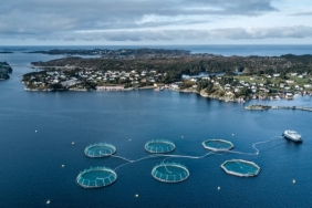 2025-02-13-somon-baligi-norvec-nyt