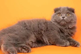 v2yeniproje-2024-11-14t150433937_1731589632