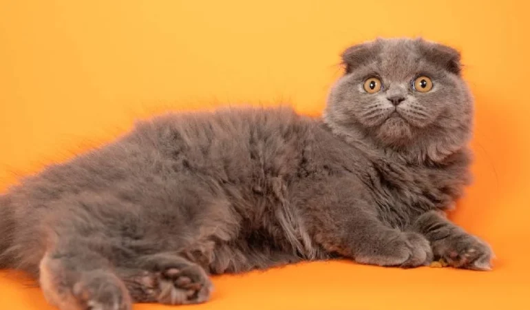 KEDİLER SANILANDAN BİNLERCE YIL SONRA EVCİLLEŞTİRİLMİŞ