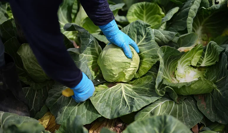 BESLENME RUTİNİNDEKİ DEĞİŞİKLİKLE HER YIL 15 MİLYON ÖLÜM ÖNLENEBİLİR