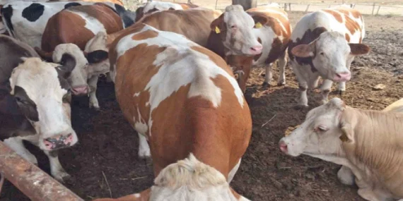 TARIM BAKANLIĞI: ŞAP HASTALIĞI SALGINI TEYİT EDİLDİ, ACİL EYLEM PLANI YÜRÜRLÜKTE