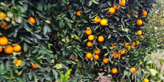 CYPFRUVEX’TEN NARENCİYE ÜRETİCİLERİNE SIKMA TESİSİ İÇİN KAYIT DUYURUSU: 15 ARALIK’TA BAŞLIYOR