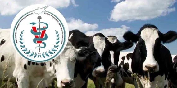 KIBRIS TÜRK VETERİNER HEKİMLER BİRLİĞİ: ŞAP HASTALIĞI KKTC’DE; HALKIN ET VE SÜT TÜKETMESİNDE RİSK YOK