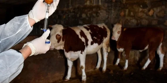 Güney Kıbrıs’ta şap hastalığı yayılmaya devam ediyor: Peynir üreticileri endişeli