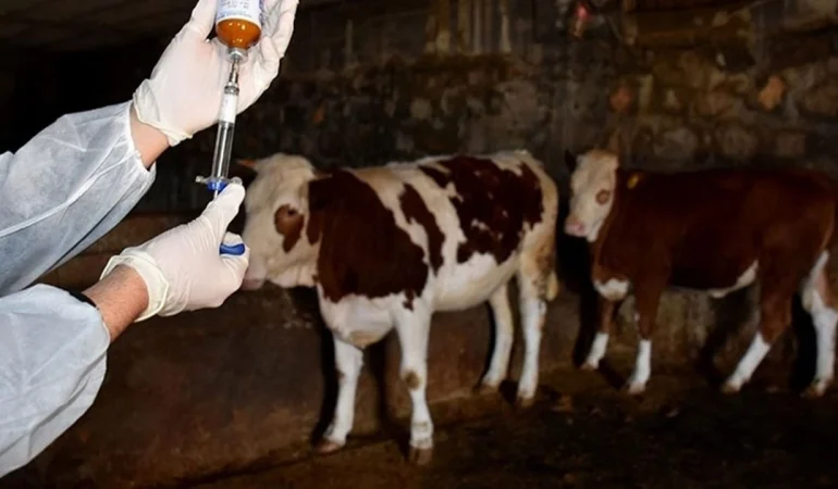 Güney Kıbrıs’ta şap hastalığı yayılmaya devam ediyor: Peynir üreticileri endişeli