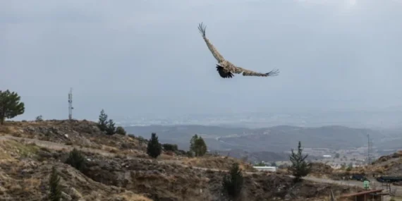 GÜNEY KIBRIS’IN İTHAL ETTİĞİ AKBABA, KUZEY KIBRIS’TA TEDAVİ EDİLEREK DOĞAYA SALINDI