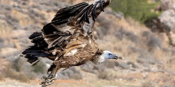 REHABİLİTE EDİLEN GENÇ KIZIL AKBABA, İZOLESİZ ELEKTRİK DİREĞİNDE YAŞAMINI YİTİRDİ