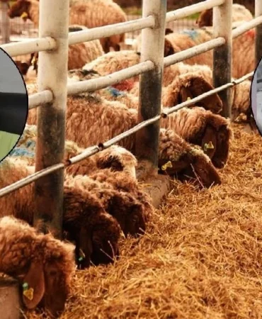 v2yeniproje4_1765568982