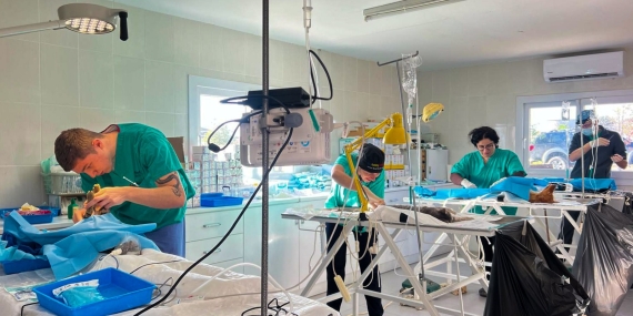 GAZİMAĞUSA BELEDİYESİ BARINAKTAKİ VE SOKAKTAKİ 218 HAYVANI KISIRLAŞTIRDI