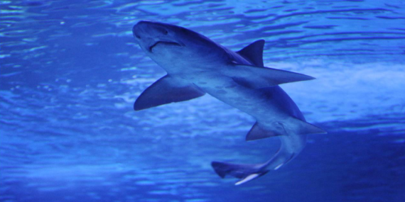 AVUSTRALYA’DA 48 SAAT İÇİNDE DÖRDÜNCÜ KÖPEKBALIĞI SALDIRISI