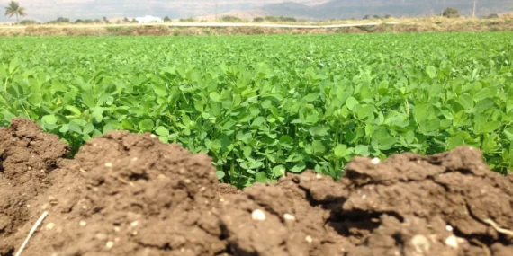 KARPAZ KORUMA DERNEĞİ’NDEN ÜRÜN KAYBI ÖDEMESİNE DESTEK