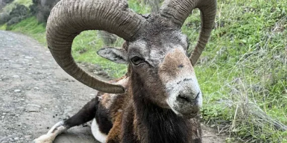 YEŞİLIRMAK’TA BULUNAN YAŞLI MUFLON TEDAVİ ALTINA ALINDI