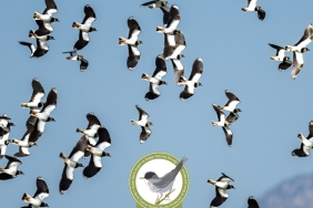 1771753558421KUŞKOR SU KUŞU SAYIMI (4)