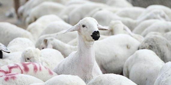 1771862512972thumbs_b_c_980c18ff2a384004aa9d60860308c576