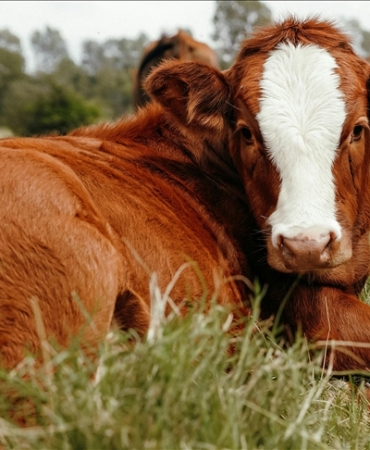 thumbs_b_c_a4540ec5d093d9c1b0a9b7851ab9fe42