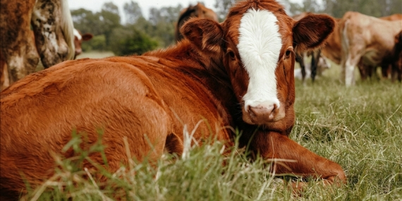 HAYVAN ÜRETİCİLERİ VE YETİŞTİRİCİLERİ BİRLİĞİ: “HAYVANCILIK SEKTÖRÜ GÖZ GÖRE GÖRE ÇÖKERTİLİYOR”