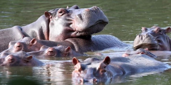 KOLOMBİYA, ESCOBAR’A AİT SU AYGIRLARININ İTLAFINA YÖNELİK PLANI ONAYLADI