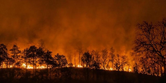 Japonya alevlere teslim! 1000 hektar orman yok oldu