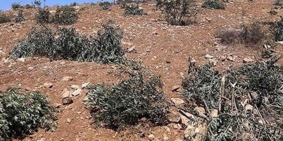 Ramallah’ta zeytinliklere saldırı: Buldozerle gelip, 200 ağacı söktüler!