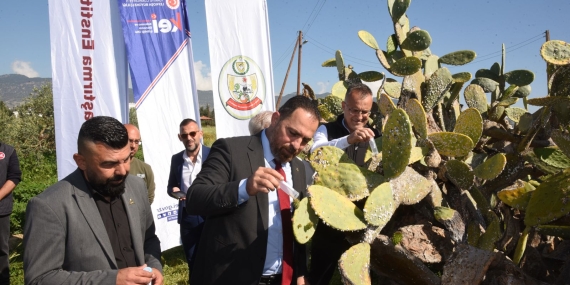 Babutsa koşniline karşı doğaya ilk kez avcı böcek bırakıldı