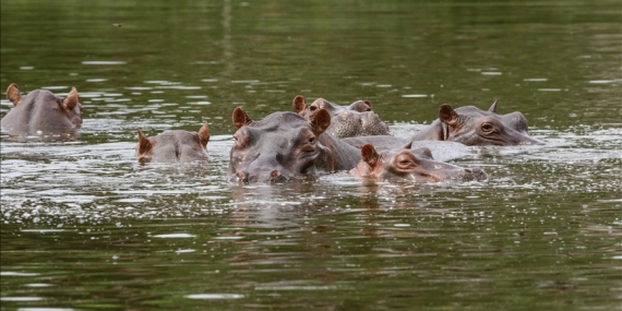 Hint milyarder Ambani’nin oğlu, Escobar’a ait su aygırlarını itlaf edilmekten kurtarmayı teklif etti