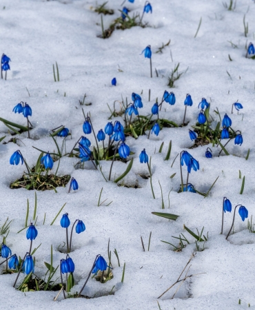 karsta-baharda-cicekler-kar-altinda-kaldi-scaled.jpeg