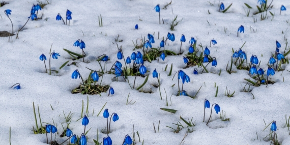 Kars’ta baharda çiçekler kar altında kaldı