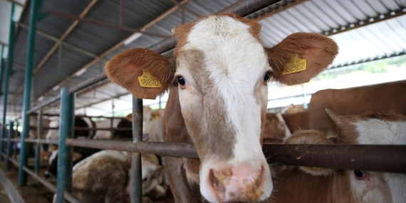 ‘Kurban Tebliği’ Resmi Gazete’de yayımlandı