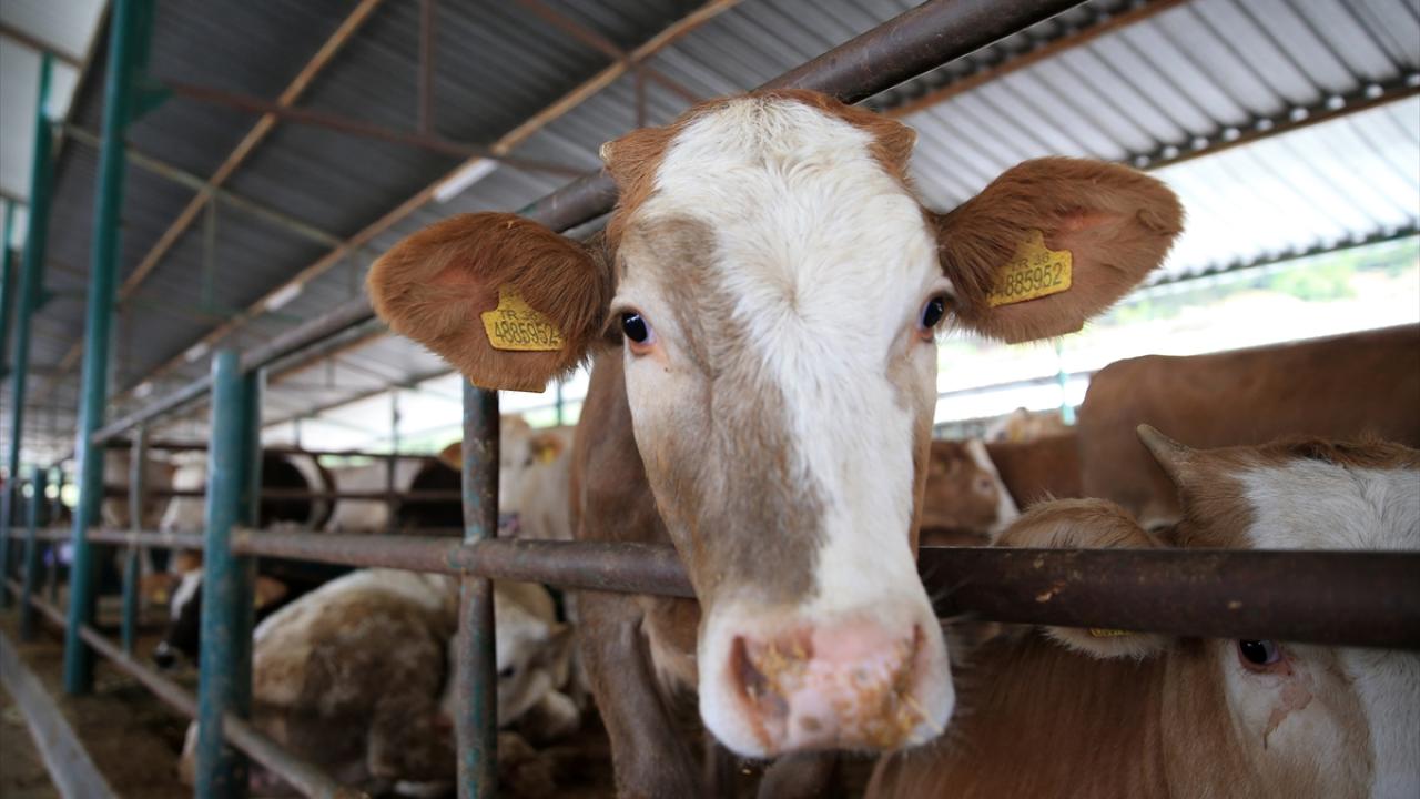 ‘Kurban Tebliği’ Resmi Gazete’de yayımlandı