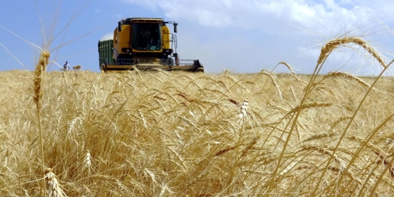 Yaklaşık 1,4 milyar lira tarımsal destekleme ödemeleri bugün yapılacak